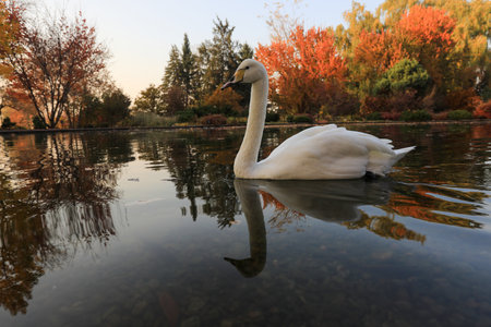 Beautiful swan swimming in the lake in autumn, closeup of photoの写真素材