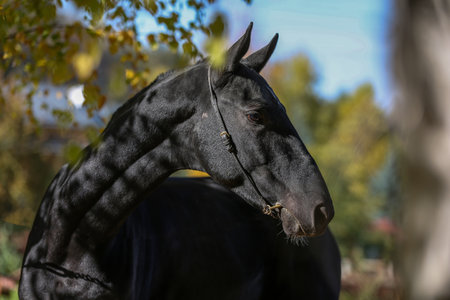 Portrait of a black stallion in the autumn paddock.の写真素材