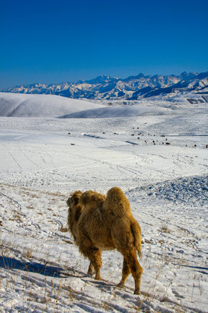 Camels graze on the Ushkonyr plateau, a high-mountain zhailau located 50 kilometers from Almaty in Kazakhstan.の写真素材