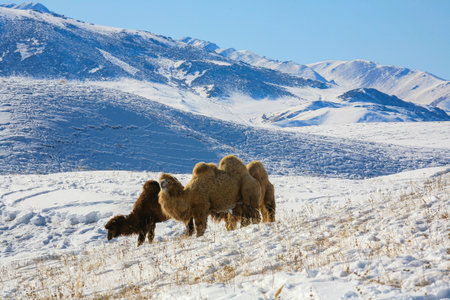 Camels graze on the Ushkonyr plateau, a high-mountain zhailau located 50 kilometers from Almaty in Kazakhstan.の写真素材