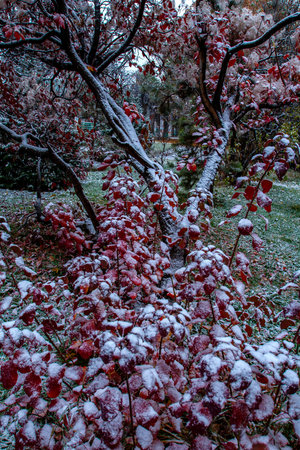 Red leaves of a tree in the park covered with snow in winterの写真素材
