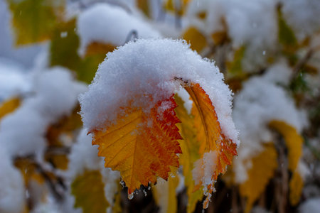 autumn leaves in the snow, close-up, macro photoの写真素材