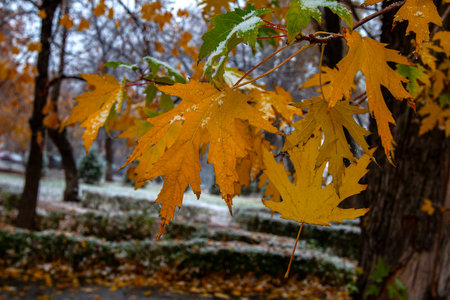 Autumn leaves in the park on a background of the first snow