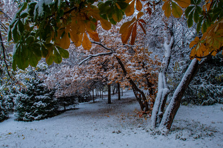 Beautiful autumn landscape with snow covered trees in the city park.の写真素材
