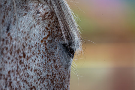 Close up of a horse's eye. Selective focus and shallow depth of field.の写真素材