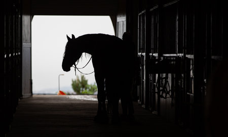 Silhouette of a horse in a stable on a summer eveningの写真素材