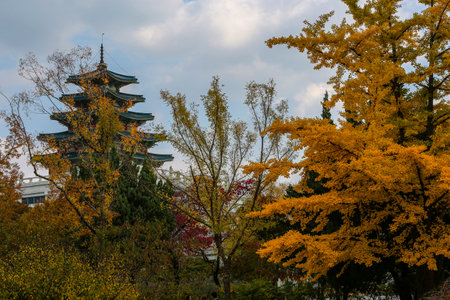 Ginkgo leaves in autumn at Gyeongbokgung Palace, Seoul, South Koreaの写真素材