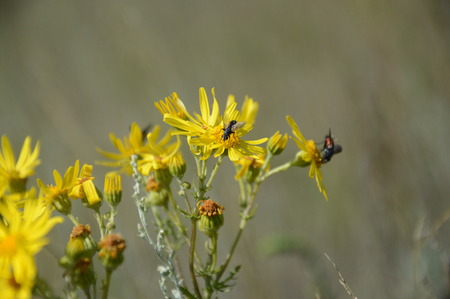 fly on a flowerの写真素材