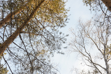 the sky in the forest