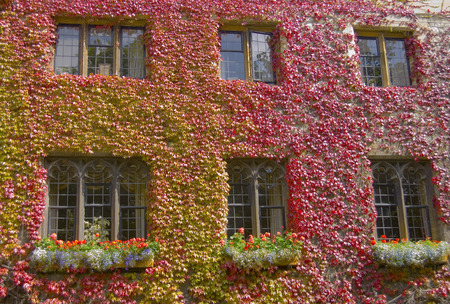 Ivy wall of house with several windowsの写真素材