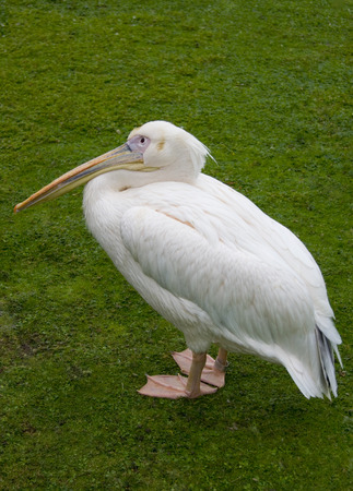 Sitting pelican who is thinkingの写真素材