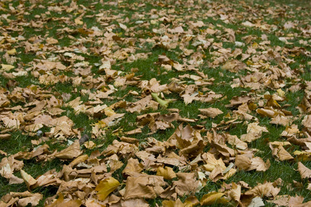 Fallen yellow and dry leaves on a grassの写真素材