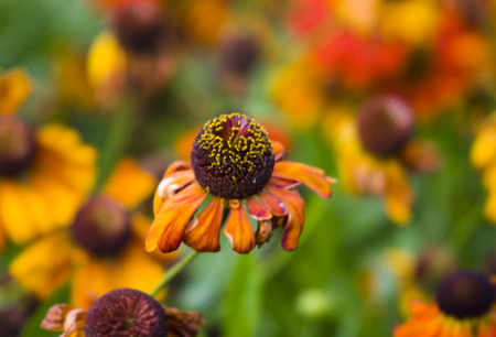 Dying flower loosing its petals because of fallの写真素材