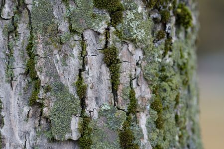 Tree bark of an old tree during a fall
