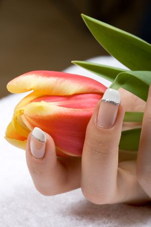 Fresh spring tulip in woman hands on a towelの写真素材
