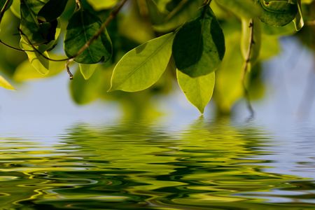 Green leaves with a blue sky as backgroundの写真素材