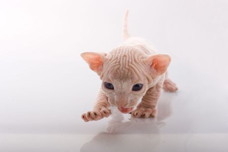 Newborn sphinx kitten walking on white background 