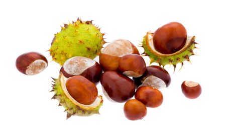 Set of chestnuts on isolated white backgroundの写真素材