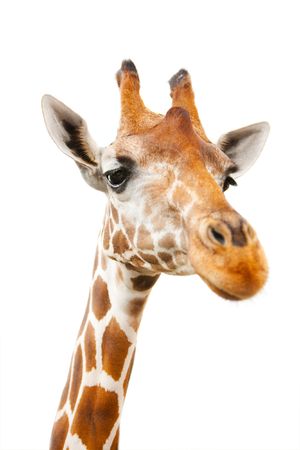 Closeup portrait of giraffe over white background with focus on eyesの写真素材