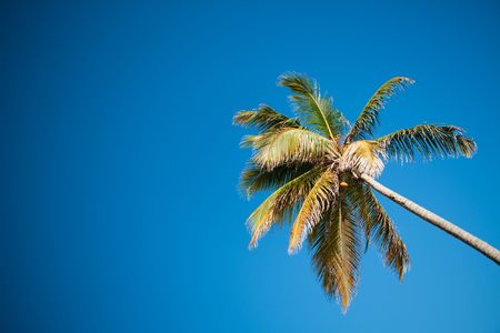 Coconut palms under blue Caribbean sky on summer dayの写真素材