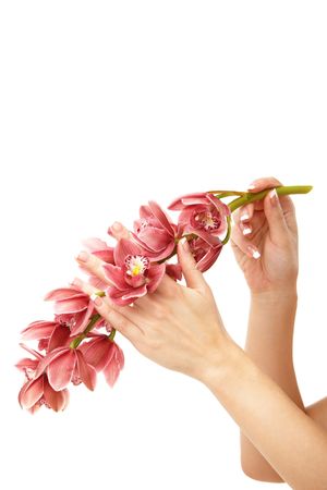 Hands and orchid over isolated white backgroundの写真素材