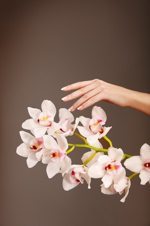 Hand and orchid over isolated grey backgroundの写真素材