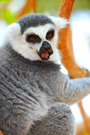 Closeup portrait of lemur on a tree on Canary Islandsの写真素材