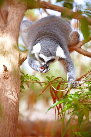 Closeup portrait of lemur on a tree on Canary Islands