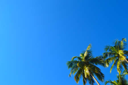 Coconut trees against clear blue skyの写真素材