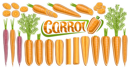 Vector Carrot Set, collection of cut out outline illustrations of many peeled juicy carrots and veggie still life composition, yellow and purple vegan farming set and text carrot on white backgroundのイラスト素材