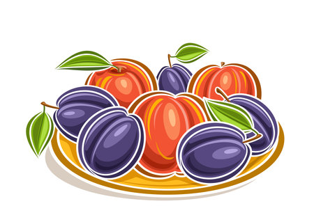 Vector logo for Plum and Peach, decorative horizontal poster with outline clip art fruit composition with green leaves on stem, cartoon design fruity label with plums and peaches on white backgroundのイラスト素材