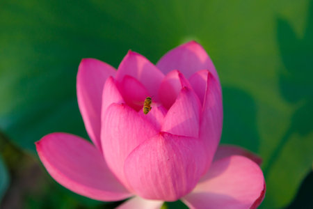 Early ancient Lotus Flowerの写真素材