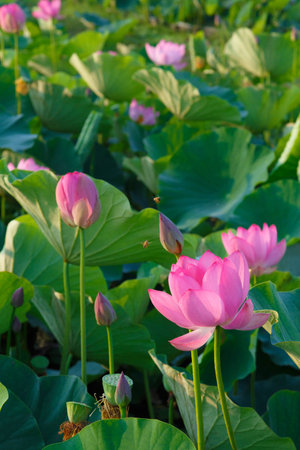 Close up view of a pond filled with lotus flowersの写真素材