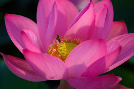 Bee and blossoming lotus flowerの写真素材