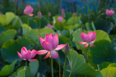 Early ancient Lotus Flowerの写真素材