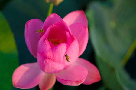 Early ancient Lotus Flowerの写真素材
