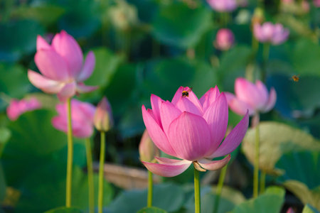 Early ancient Lotus Flowerの写真素材