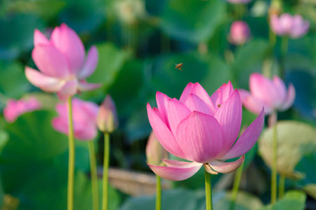Early ancient Lotus Flowerの写真素材