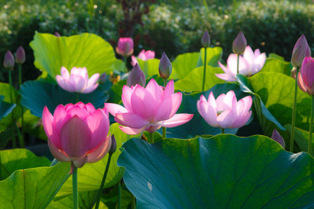 Beautiful lotus flowers in varying range of pink coloursの写真素材