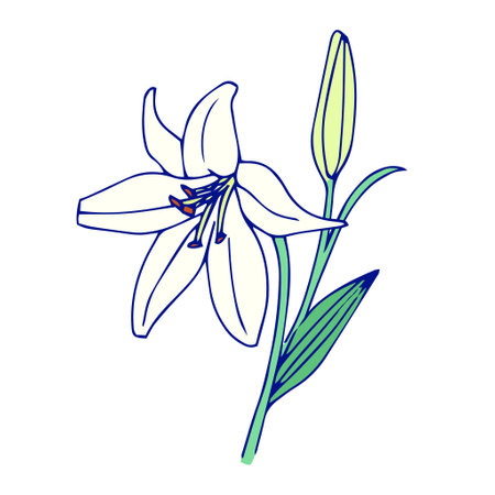 White lily flower illustrationのイラスト素材