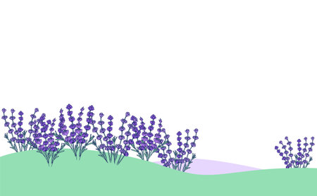 Lavender field landscape illustrationのイラスト素材