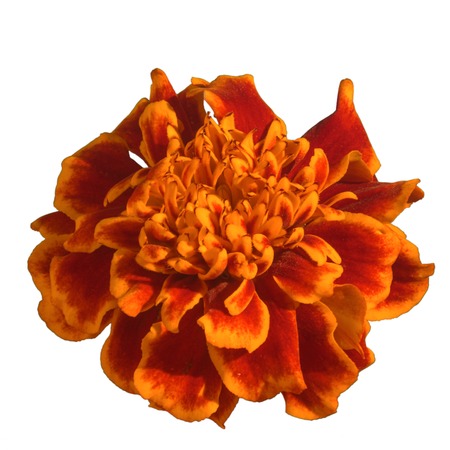 Tagetes patula isolated on white backgroundの写真素材
