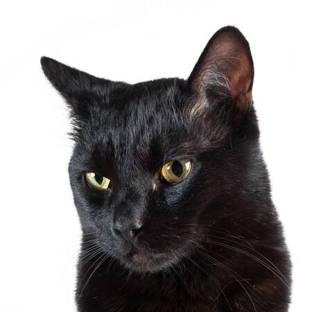 Portrait of Black Cat isolated on a white background. Soft focus.の写真素材
