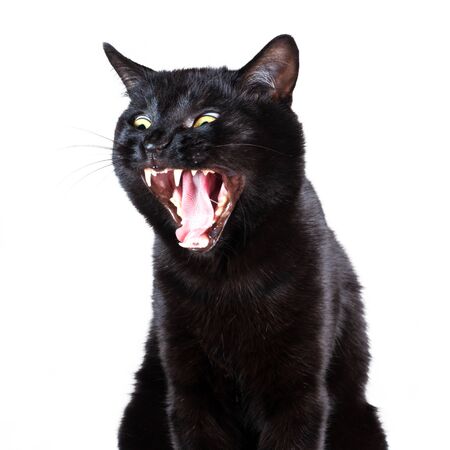 Portrait of Black Cat with funny face isolated on a white background. Soft focus.の写真素材