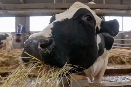 View of Dairy farm cow indoor in the shedの写真素材