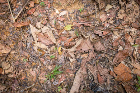 Autumn Leaveの写真素材