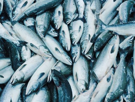 Fish stock. Salmonの写真素材