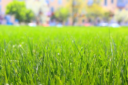 Lawn with green grass in city parkの写真素材