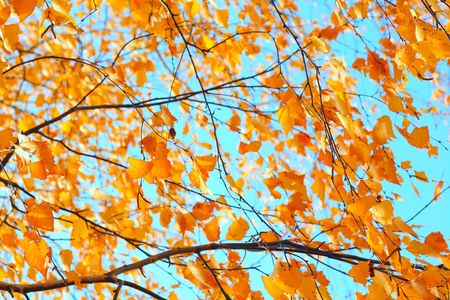 Yellow leaves on thin birch's twigs over blue sky
