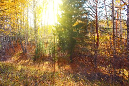 Gully in autumn forest with sunlightの写真素材
